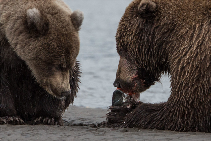 66-linda_cullivan_a_wait_your_turn_little_bear