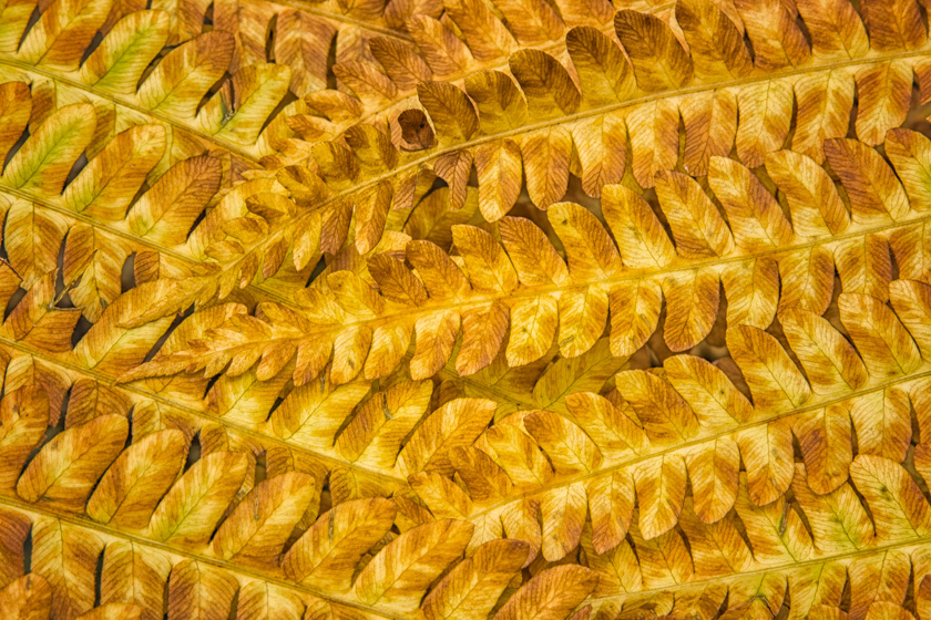 74-al-spencer-a-fingertip-ferns