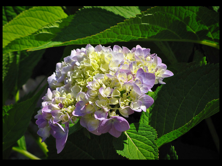 82-judith-macdonald-b-hydrangea