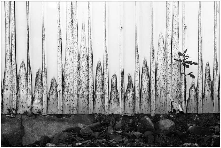 91-susandowning-b-corrugated-pickets