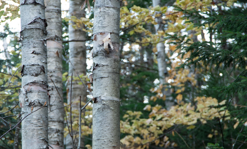 92-c-olgamerrill-b-birches