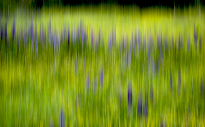 42-c-merita-mckenzie-a-field-of-lupine