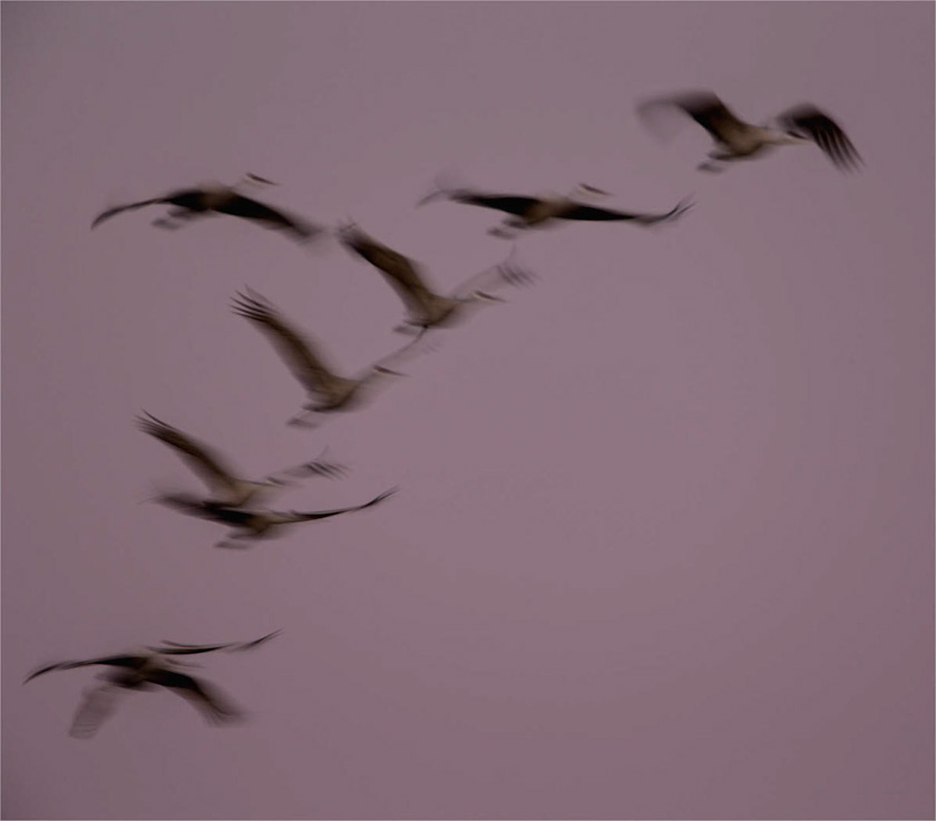 43-linda-cullivan-a-flight-blur
