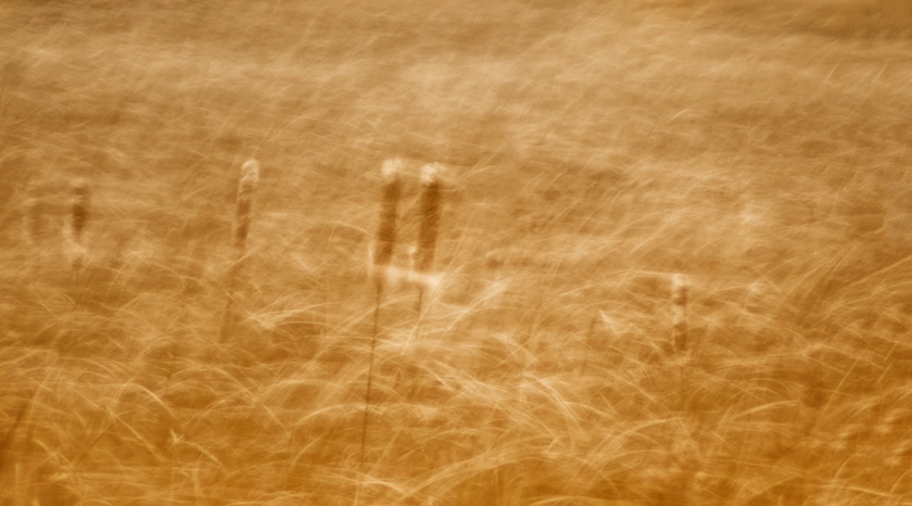 44-caroline-samson-a-cat-tails-in-the-breeze