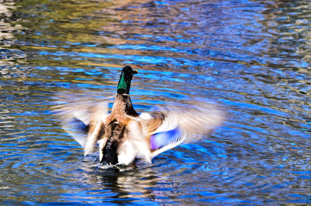 71-maryann-hindle-b-mallard-in-motion