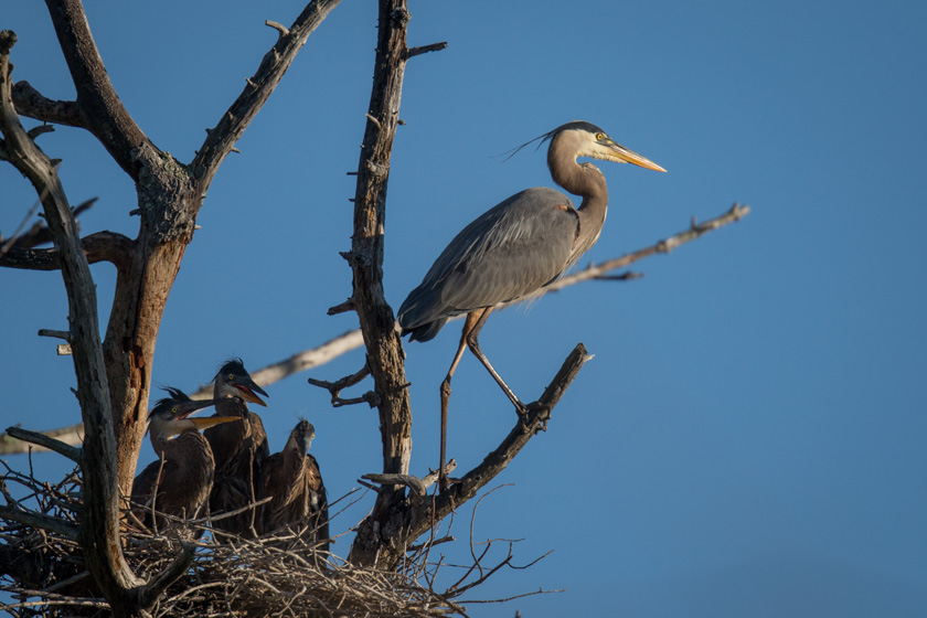 12mike-cullivan-a-heron-critique