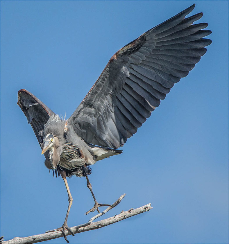 19linda-cullivan-heron-critique
