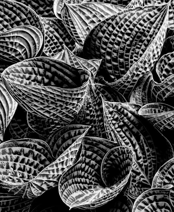 26c-karen-asherman-b-hostas