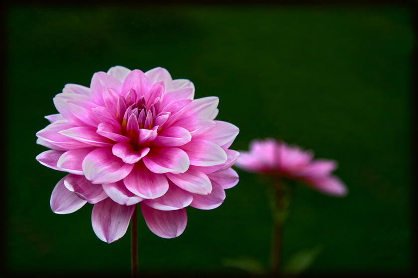 09-merita-mckenzie-a-calais-dahlia