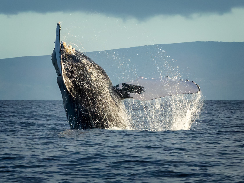 12-mike-leonard-a-breaching-humpback