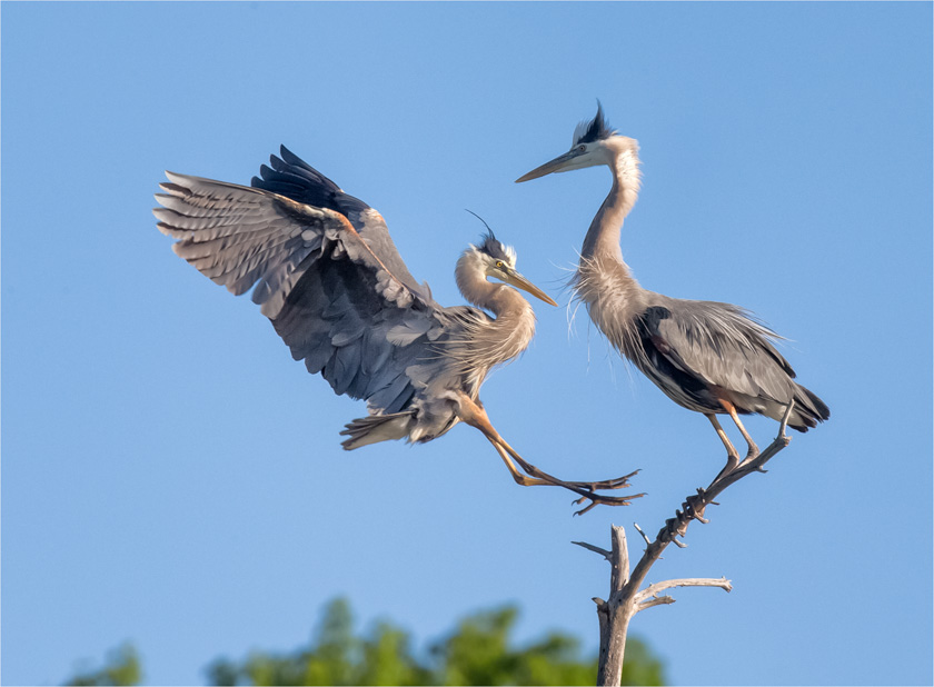 15-robsmith-a-the-heron-has-landed
