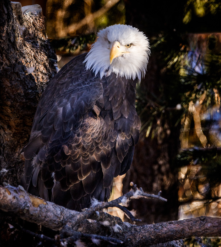 44-fred-heimann-b-bald-eagle