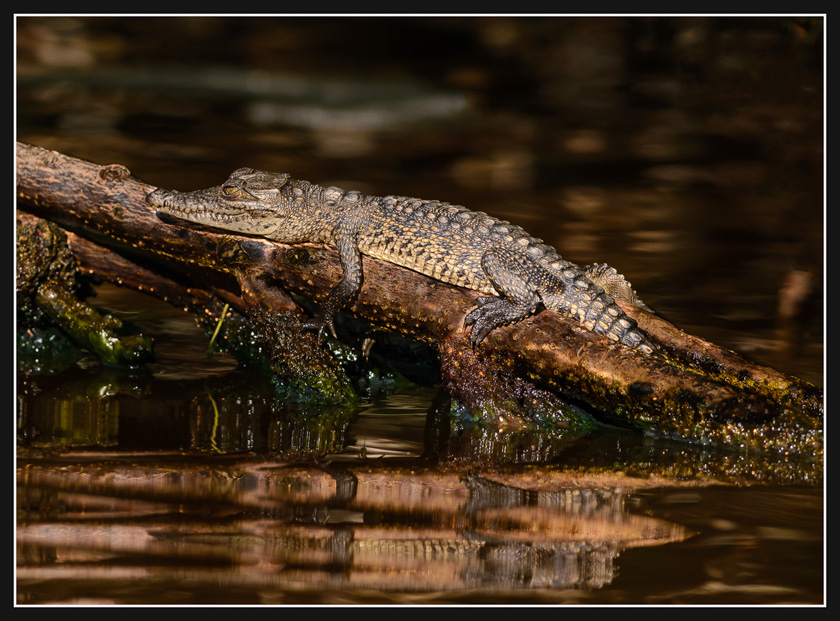 49-mike-beland-b-kid-croc