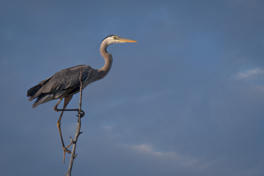 54-mike-cullivan-a-the-heron
