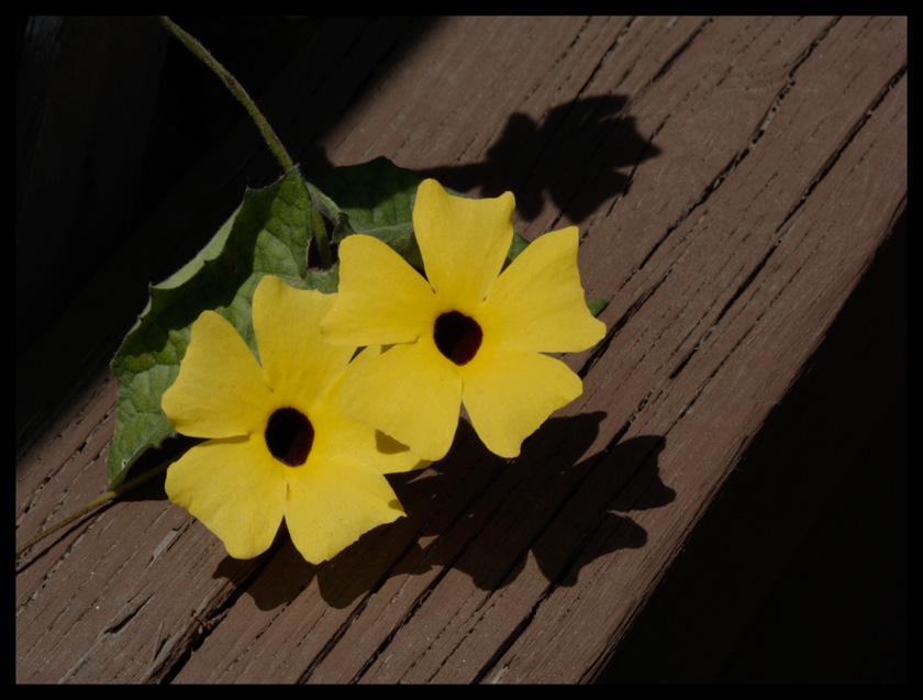 65-dianalelievre-b-sun-shadows