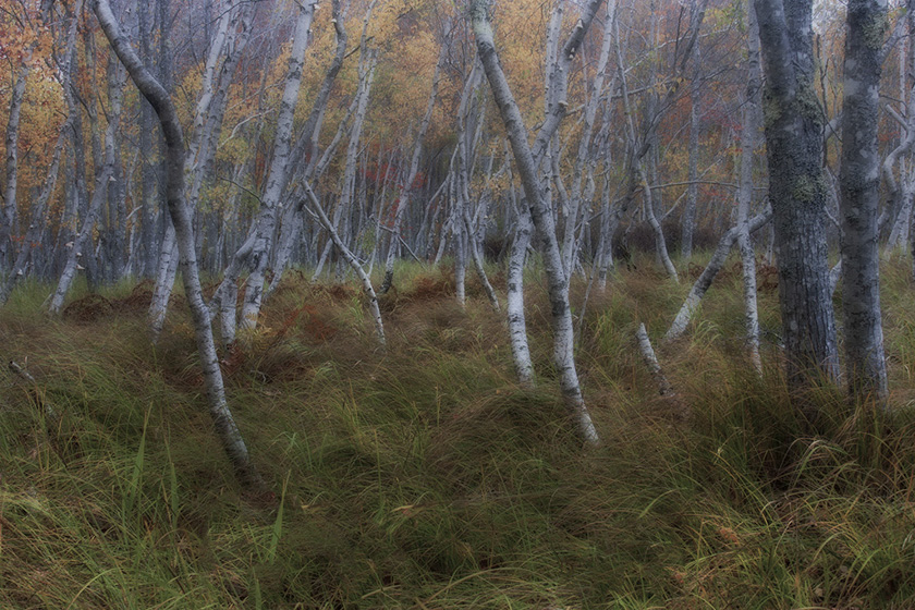 69-c-sandra-wescott-a-birchesofacadia-