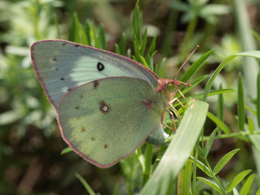 71-louisconnelly-b-female-clouded-sulphur