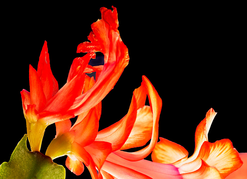 84-burke-long-a-cactus-flower