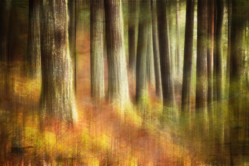 Caroline-Samson-A-Dance-of-the-Tall-Trees