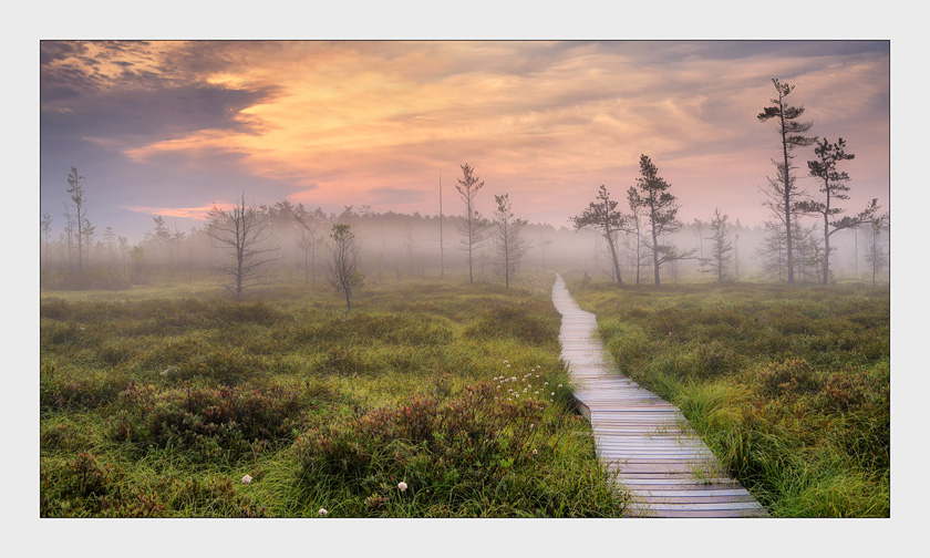 13-mstevens-a-fog-on-the-bog