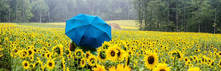40-maryann-hindle-b-rainy-day-blue