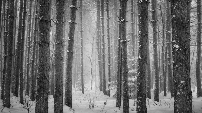48-meredithkennedy-a-alone-in-the-woods-(1-of-1)