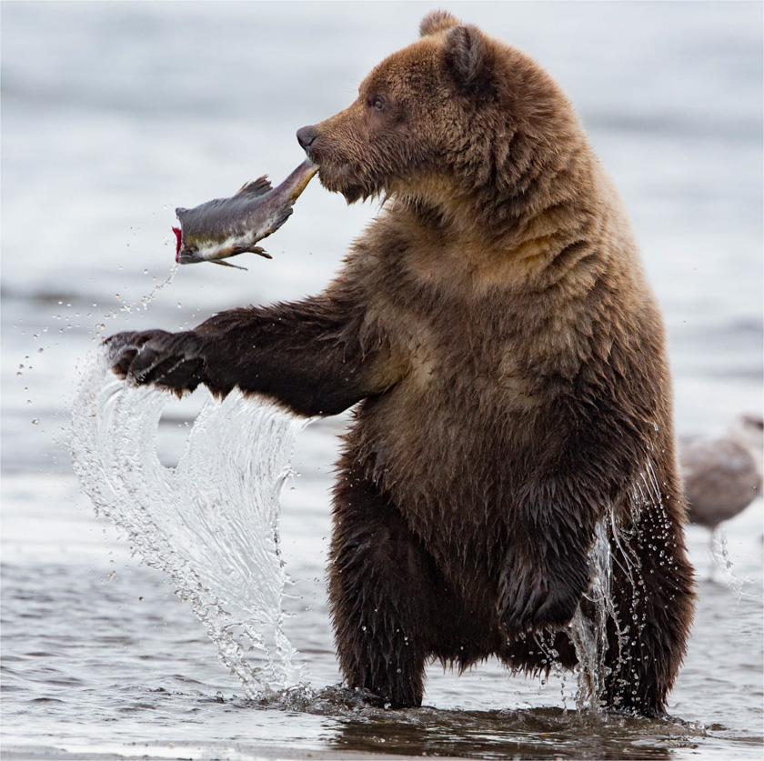 20-linda_cullivan_a_teddy's_dinner