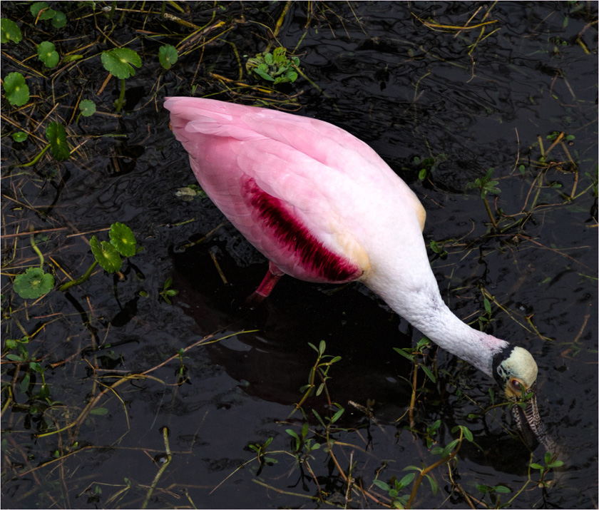 29-john-bald-a-roseate-spoonbill