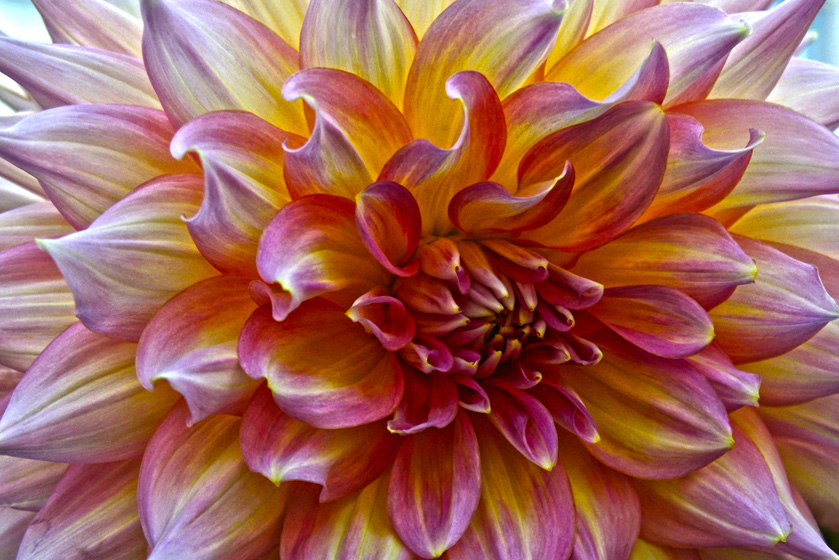 31-merita-mckenzie-a-dahlia