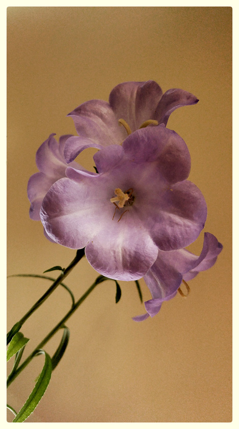 40-merita-mckenzie-a-balloon-flower