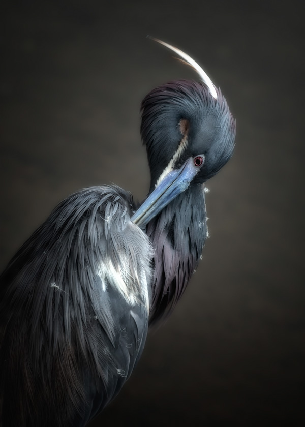 55-c---caroline-samson--a--preening