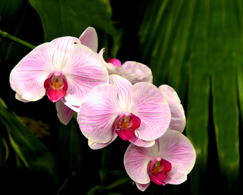 62-mark-ettinger-b-pretty-flowers