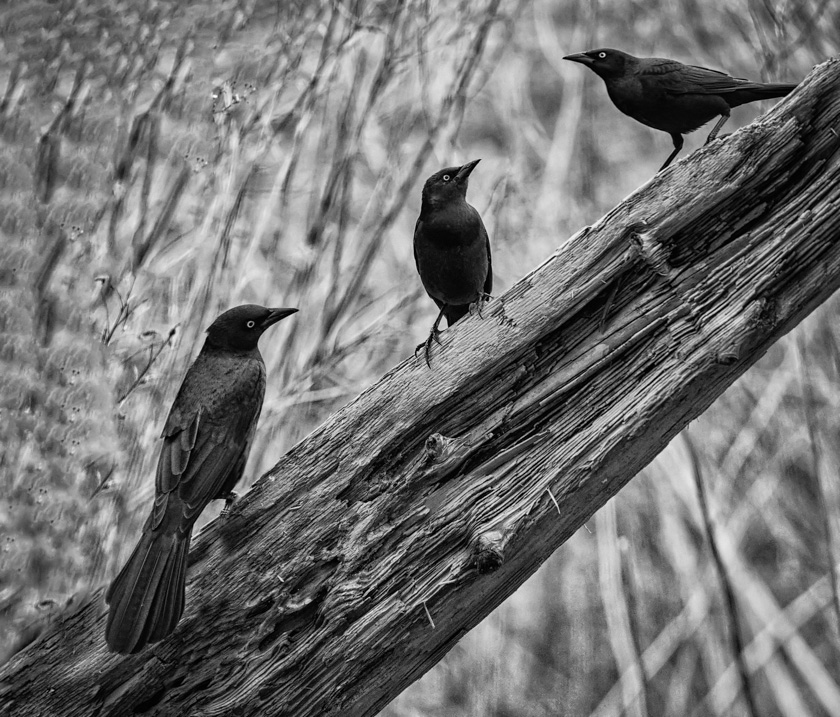69-mike_cullivan_a_a-plague-of-grackles