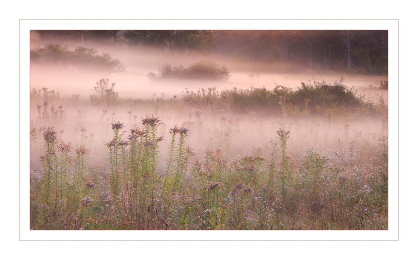 07-susandowning_A_Autumn Blush