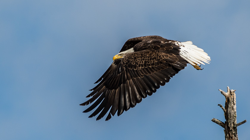 13-Sandra-Miner-A-Taking-Flight