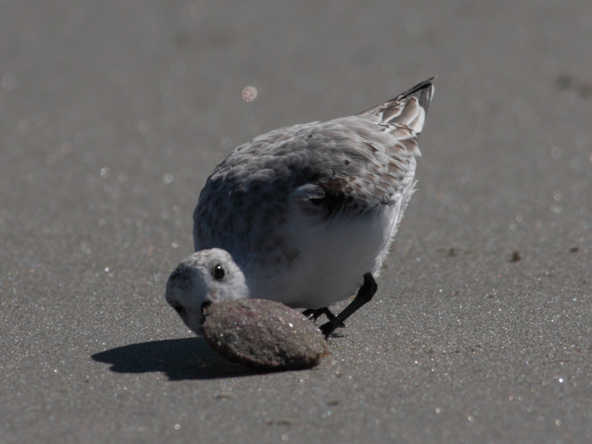 02-Louis-Connelly-B-Sandpiper