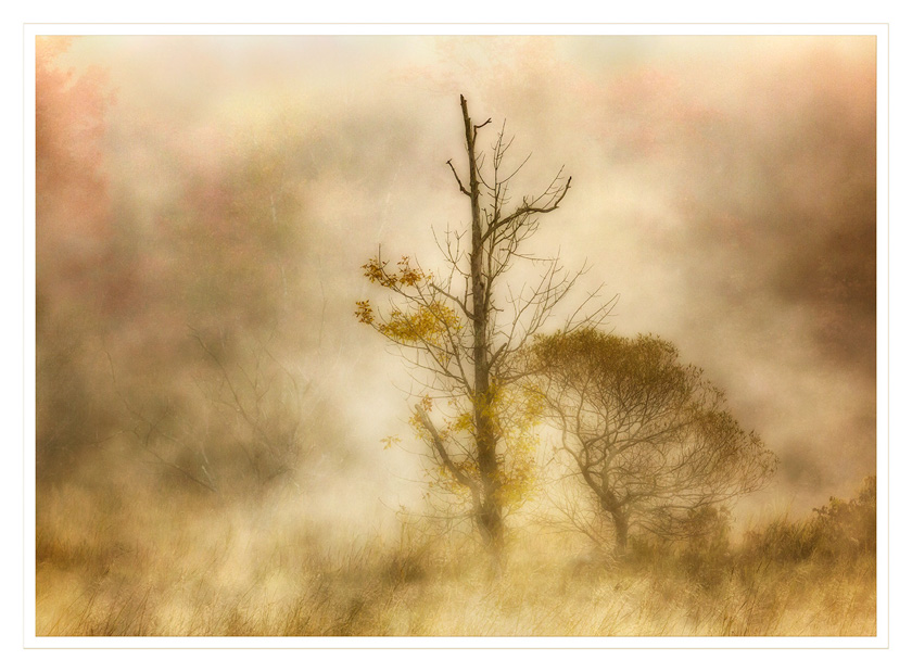08-CarolineSamson-A-Visions-in-the-Mist