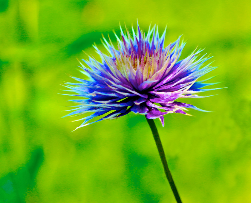 21-Mark-Ettinger-B-Colorful-spikes.jpg