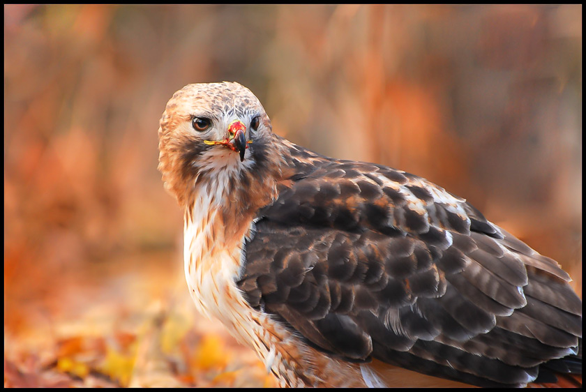 58-Joyce-Love-B-Hawk