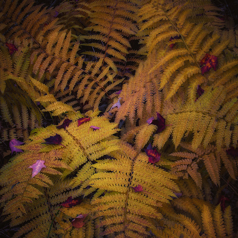 60-SandraWescott_A-GoldenYears