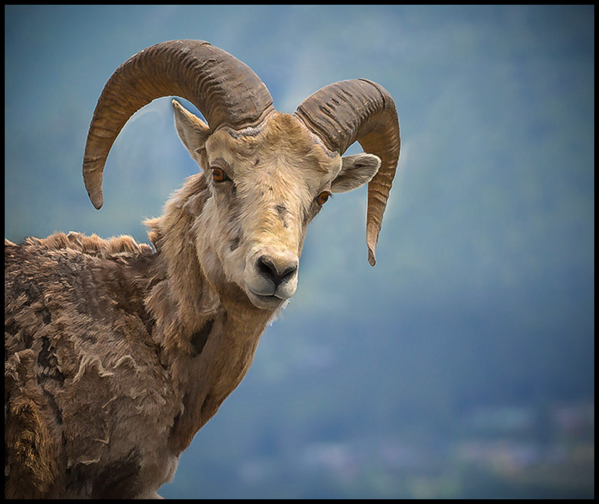 62-Joyce-Love-B-Big-Horn-Sheep