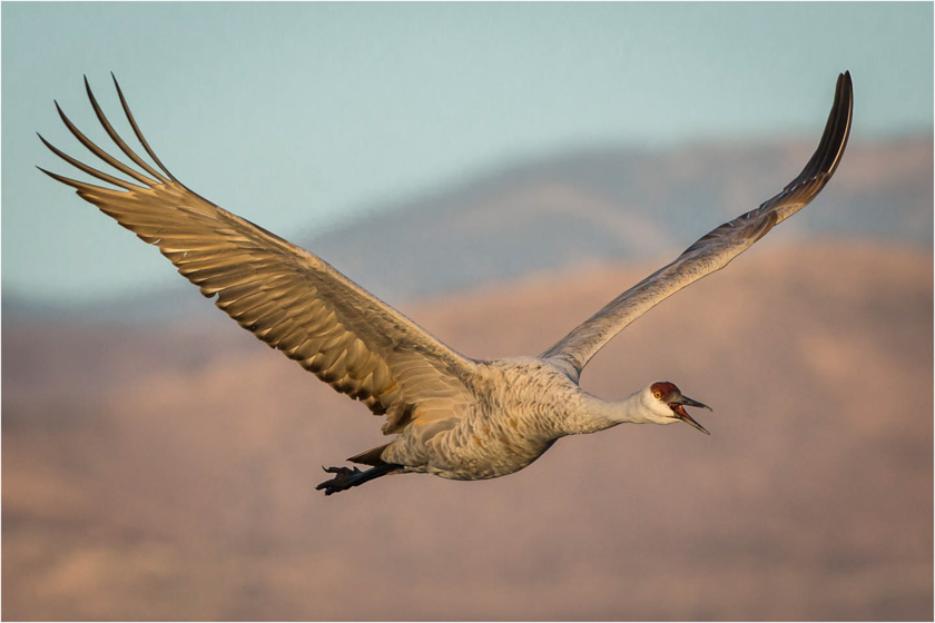 67-Linda_Cullivan_A_Squawk