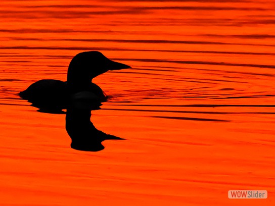 McCaffrey_Jodi_Red-Dawn